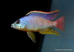 Protomelas ornatus 'Maleri Island'