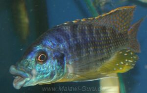 Protomelas ornatus 'Masinje'