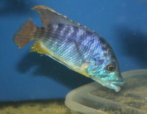Protomelas ornatus 'Masinje'