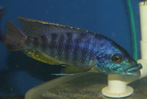 Protomelas ornatus 'Masinje'