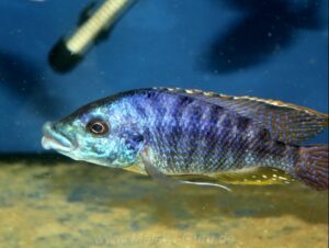 Protomelas ornatus 'Masinje'
