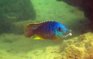 Protomelas ornatus 'Masinje'