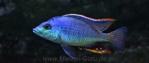 Protomelas similis 'Chiofu Bay'