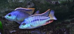 Protomelas similis 'Chiofu Bay'