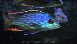 Protomelas similis 'Chiofu Bay'