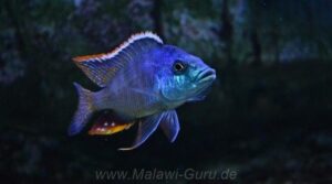 Protomelas similis