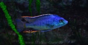 Protomelas similis 'Chiofu Bay'
