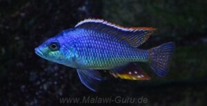 Protomelas similis
