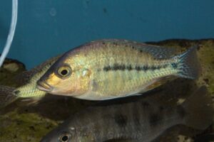 Protomelas similis 'Kambiri Point'