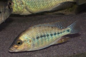 Protomelas similis 'Kambiri Point'