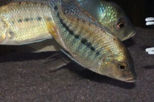 Protomelas similis 'Kambiri Point'