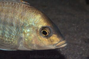 Protomelas similis 'Kambiri Point'