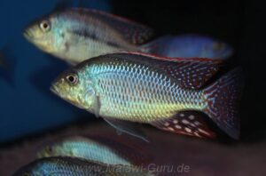 Protomelas similis 'Kambiri Point'