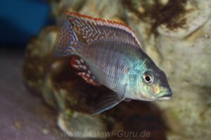 Protomelas similis