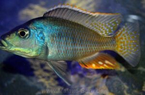 Protomelas similis 'Likoma Island'