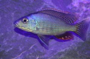 Protomelas similis 'Likoma Island'