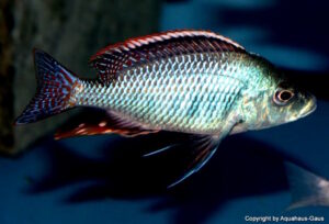 Protomelas similis 'Masinje'