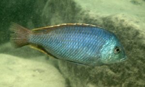 Protomelas similis 'Masinje'