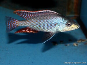 Protomelas similis 'Masinje'