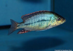 Protomelas similis 'Masinje'