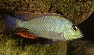 Protomelas similis 'Senga Bay'-Galerie Protomelas similis Arten