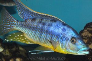 Protomelas sp. 'hertae'