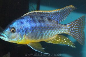 Protomelas sp. 'hertae' Linganjala Reef