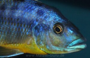 Protomelas sp. 'hertae' Linganjala Reef