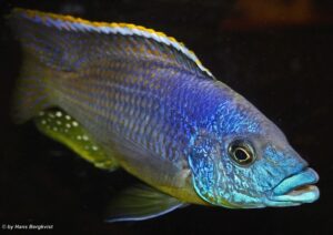 Protomelas sp. 'hertae' Maleri Island