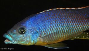 Protomelas sp. 'hertae' Maleri Island
