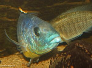 Protomelas sp. 'hertae' Maleri Island