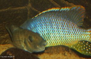 Protomelas sp. 'hertae' Maleri Island