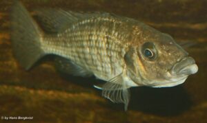 Protomelas sp. 'hertae' Maleri Island