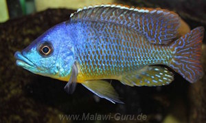 Protomelas sp. 'hertae'