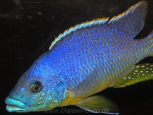 Protomelas sp. 'hertae' Maleri Island