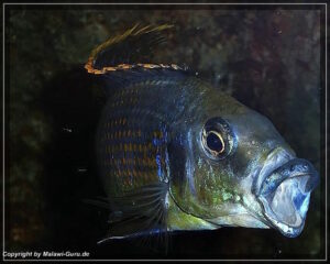 Protomelas sp. 'hertae' Nakantenga Island