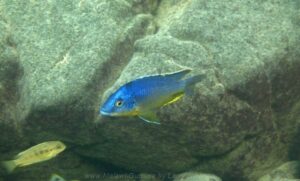 Protomelas sp. 'hertae' Thumbi West Island