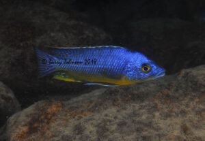 Protomelas sp. 'hertae' Thumbi West Island