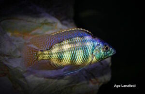 Protomelas sp. 'johnstoni solo'