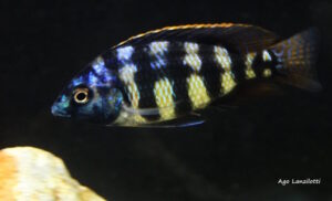 Protomelas sp. 'johnstoni solo' Matema