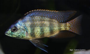 Protomelas sp. 'johnstoni solo'