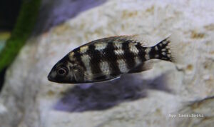 Protomelas sp. 'johnstoni solo' Matema
