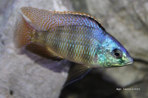 Protomelas sp. 'johnstoni solo' Matema