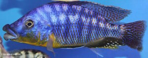 Protomelas sp. 'mbenji thick-lip' Mbenji Island
