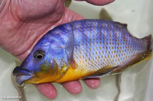 Protomelas sp. 'mbenji thick-lip'