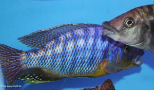Protomelas sp. 'mbenji thick-lip' Mbenji Island