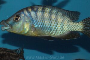 Protomelas sp. 'mbenji thick-lip' Mbenji Island