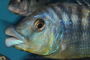Protomelas sp. 'mbenji thick-lip' Mbenji Island
