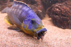 Protomelas sp. 'mbenji thick-lip'