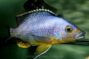 Protomelas sp. 'mbenji thick-lip' Mbenji Island